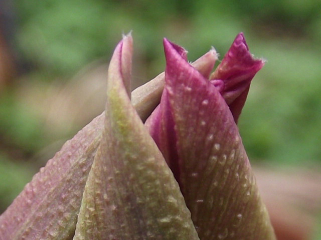 This tulip will be a beautiful dark purple