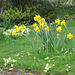So many primroses and daffodils