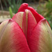 This is a lovely red and white tulip