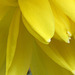 A double headed daffodil
