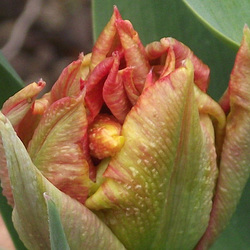 Lovely orange tulip unfurling it's petals
