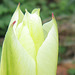 A delicate pale yellow tulip