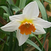 Daffodils still blooming