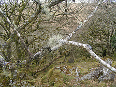 Dartmoor - Magic Forest