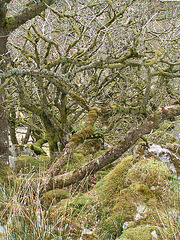 Dartmoor - Magic Forest