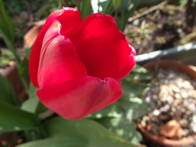 Red tulip has fully opened now