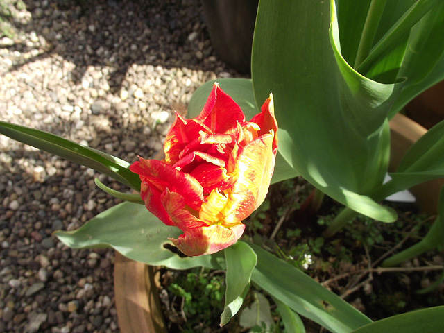 The gorgeous orange tulip almost out