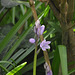 First bluebell of 2013 in my garden