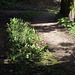 Primroses now then later bluebells in the middle of the drive