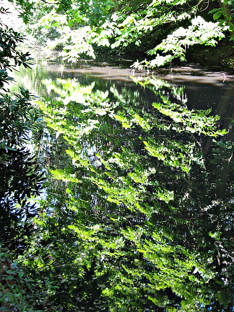 Leaf reflections