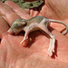 Kangaroo Rat Pup (0537)