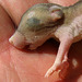 Kangaroo Rat Pup (0537A)