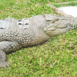 Krokodilo sur herbejo