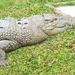 Krokodilo sur herbejo
