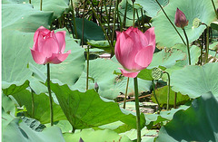 Lotus mit Fruchtständen