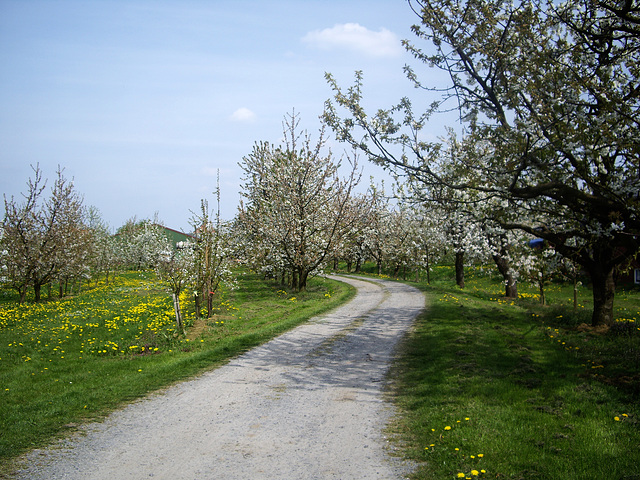 Apfel und Kirschblüte im alten Land bei Jork