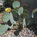 Cactus (0965)