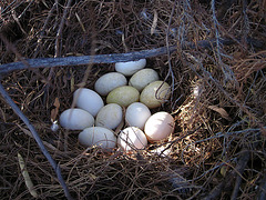 Waterfowl Eggs of Gilbert Arizona (4388)