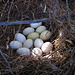 Waterfowl Eggs of Gilbert Arizona (4388)