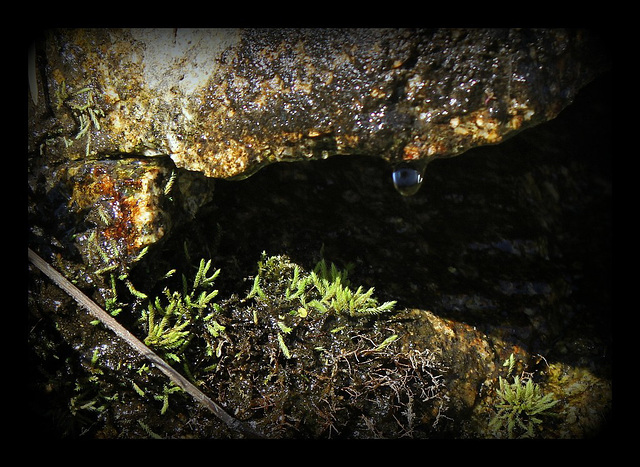 Source de montagne - Sur granite (19)