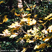 Maple Leaves, Milichovsky Les, Haje, Prague, CZ, 2007