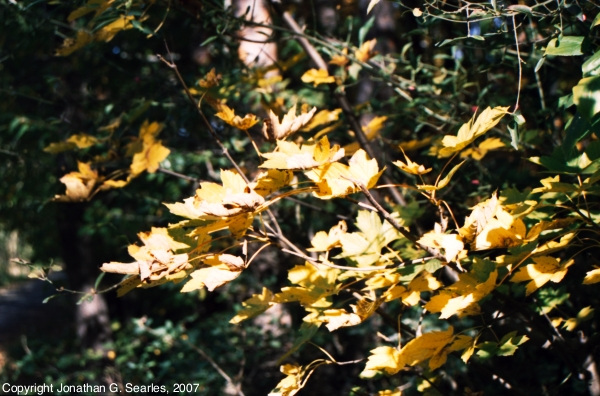 Maple Leaves, Picture 2, Milichovsky Les, Haje, Prague, CZ, 2007