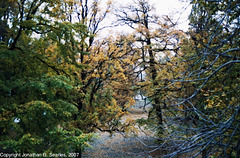 Fall Colors, Picture 2, Strelecky Ostrov, Prague, CZ, 2007