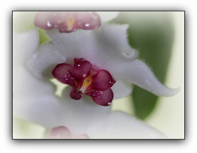 Hoya lanceolata ( bella )