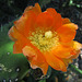 Opuntia Blossom (0542)