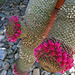 Phallic Cactus (0540)
