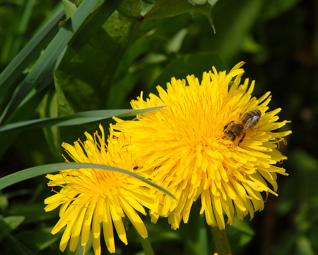 Kuhblume mit Biene