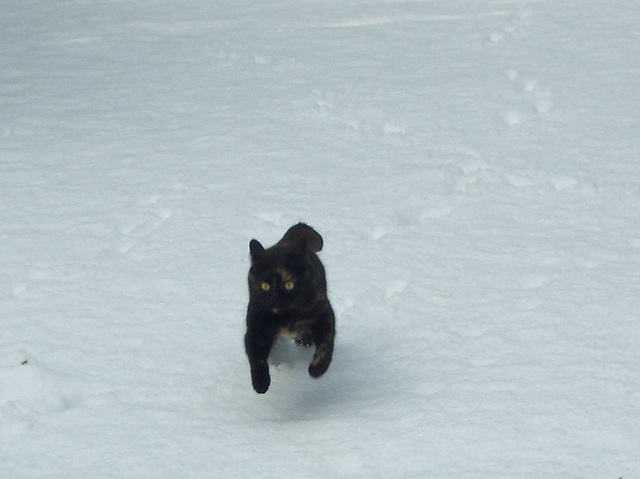 Tippi stretching her legs in the snow