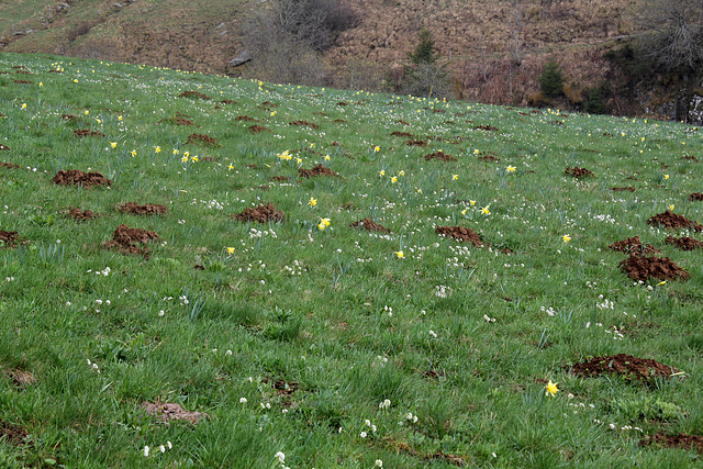 Prairie à Jonquilles et Tabouret des Alpes ( les fleurs blanches )
