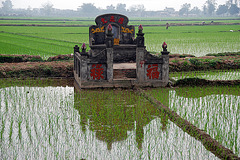 Tomb in a rice field
