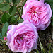 La Rose et le Réséda, poème de Louis Aragon