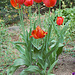 Sveltaj belulinaj tulipoj