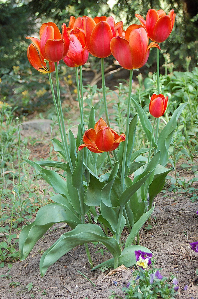 Sveltaj belulinaj tulipoj