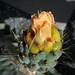 Menrad House Cactus Bloom (0707)