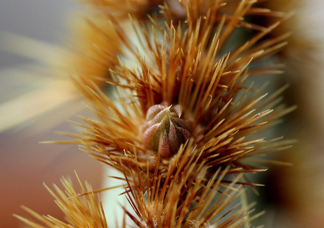 Opuntia aciculata - bourgeon