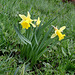 Jonquilles - Narcissus pseudonarcissus ssp.nobilis