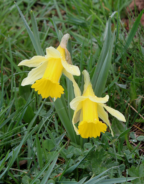 Jonquilles - Narcissus pseudonarcissus