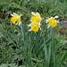 Les Jonquilles - Narcissus pseudonarcissus ssp.nobilis