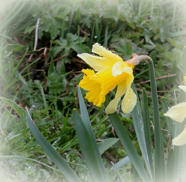 Narcissus pseudonarcissus ssp.nobilis