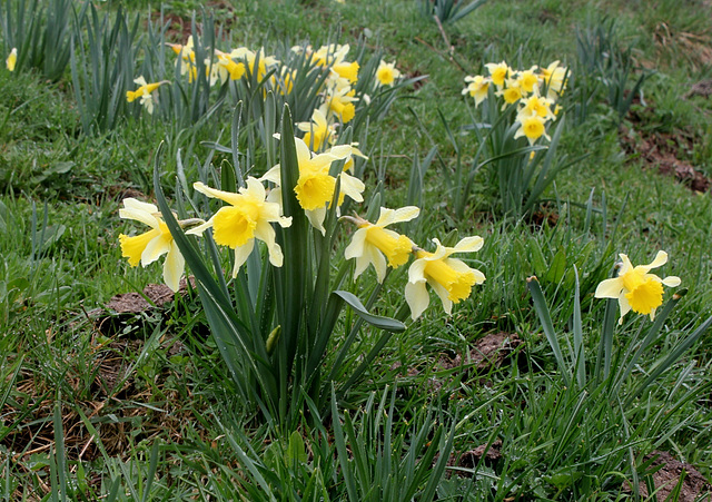 Les Jonquilles - Narcissus pseudonarcissus ssp.nobilis
