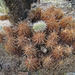 Cholla Branch On Dead Hedgehog Cactus (0669)