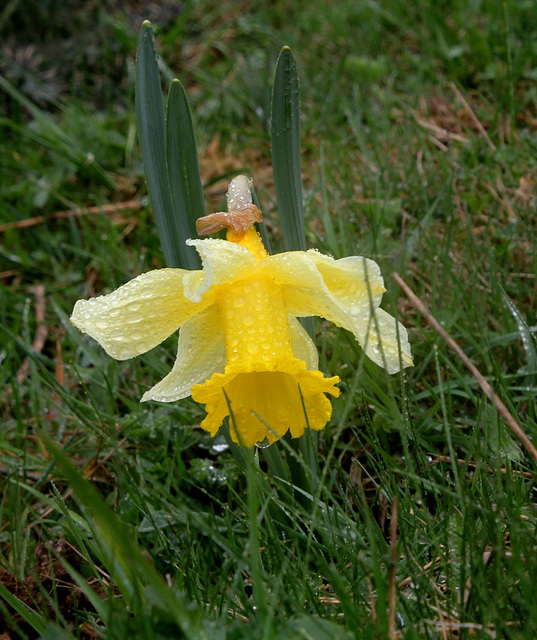 Jonquilles - Narcissus pseudonarcissus ssp.nobilis