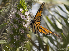 Mariposa Monarca   (Danaus plexippus)