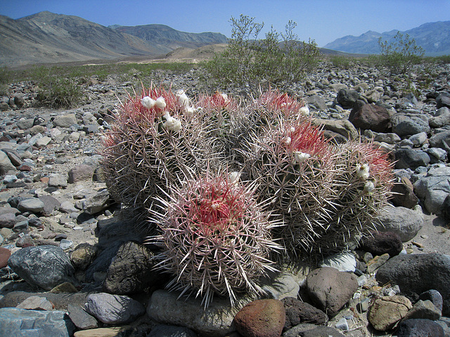 Cactus (0715)