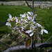 Fleurs blanches