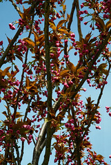 Cerisiers du japon